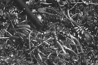 Nat Faulkner, Untitled (Cremona II) (detail), 2025